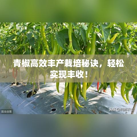 青椒高效豐產(chǎn)栽培秘訣，輕松實(shí)現(xiàn)豐收！