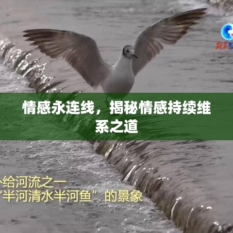 情感永連線(xiàn)，揭秘情感持續(xù)維系之道