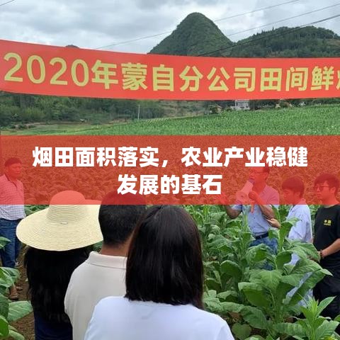 煙田面積落實，農(nóng)業(yè)產(chǎn)業(yè)穩(wěn)健發(fā)展的基石