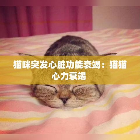 貓咪突發(fā)心臟功能衰竭：貓貓心力衰竭 