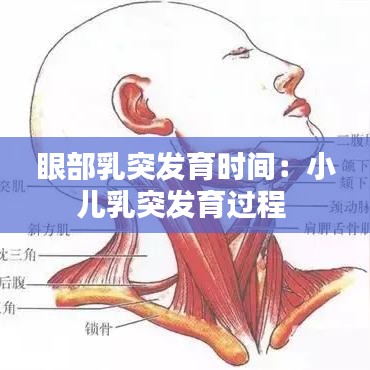 眼部乳突發(fā)育時(shí)間：小兒乳突發(fā)育過(guò)程 