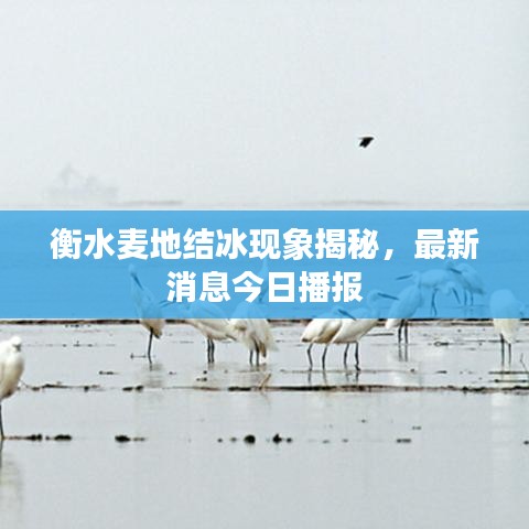 衡水麥地結(jié)冰現(xiàn)象揭秘，最新消息今日播報(bào)