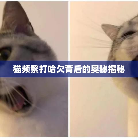 貓頻繁打哈欠背后的奧秘揭秘
