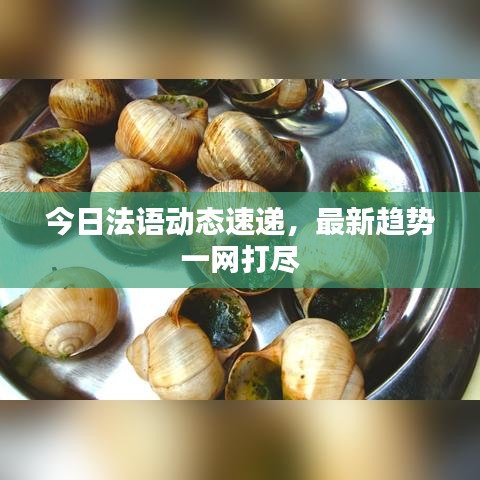 今日法語動態(tài)速遞，最新趨勢一網打盡