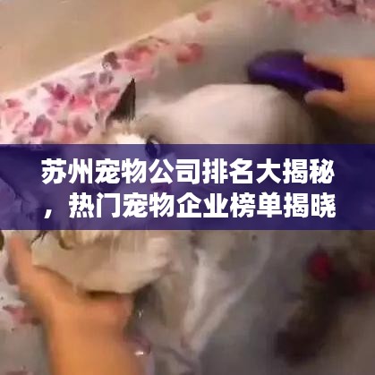 蘇州寵物公司排名大揭秘，熱門寵物企業(yè)榜單揭曉！