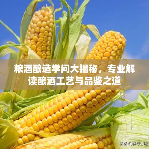糧酒釀造學(xué)問大揭秘，專業(yè)解讀釀酒工藝與品鑒之道