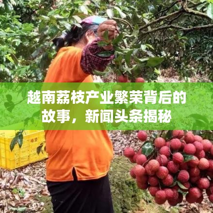 越南荔枝產(chǎn)業(yè)繁榮背后的故事，新聞?lì)^條揭秘