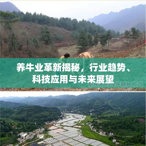 養(yǎng)牛業(yè)革新揭秘，行業(yè)趨勢、科技應(yīng)用與未來展望