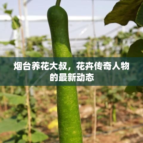 煙臺養(yǎng)花大叔，花卉傳奇人物的最新動態(tài)