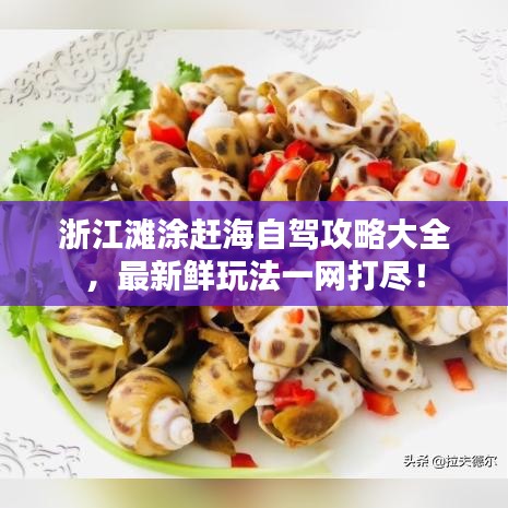 浙江灘涂趕海自駕攻略大全,最新鮮玩法一網(wǎng)打盡!