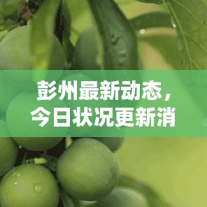 彭州最新動(dòng)態(tài)，今日狀況更新消息速遞
