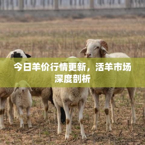 今日羊價行情更新，活羊市場深度剖析