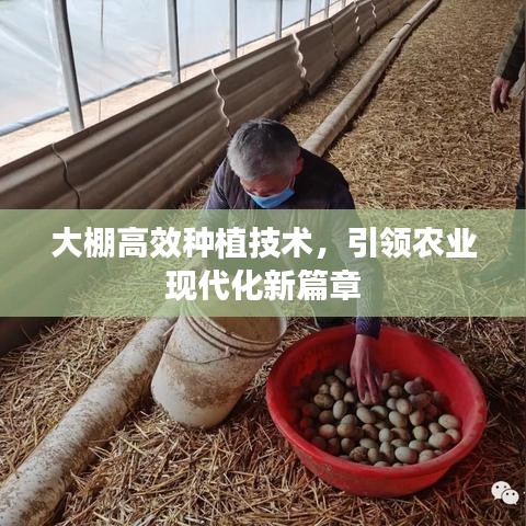 大棚高效種植技術(shù)，引領(lǐng)農(nóng)業(yè)現(xiàn)代化新篇章