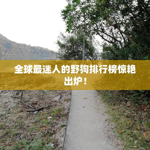 全球最迷人的野狗排行榜驚艷出爐！