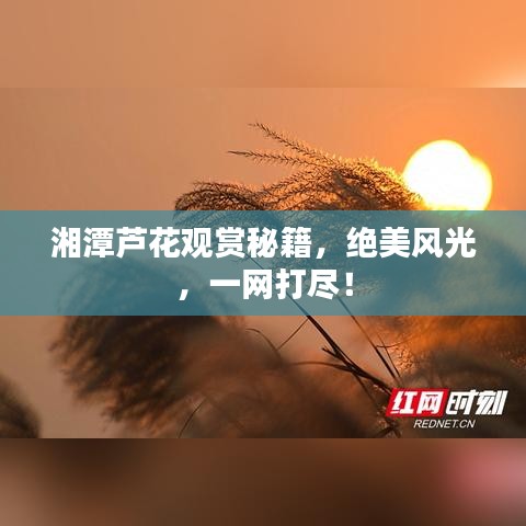 湘潭蘆花觀賞秘籍，絕美風(fēng)光，一網(wǎng)打盡！