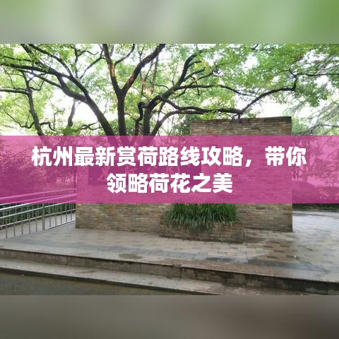 杭州最新賞荷路線攻略，帶你領(lǐng)略荷花之美