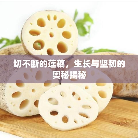切不斷的蓮藕，生長(zhǎng)與堅(jiān)韌的奧秘揭秘