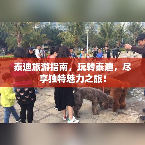 泰迪旅游指南，玩轉(zhuǎn)泰迪，盡享獨(dú)特魅力之旅！