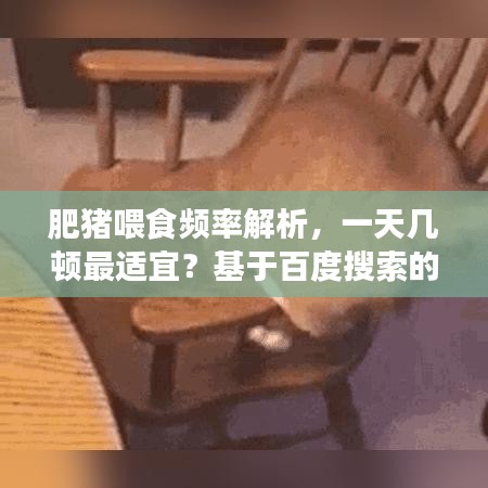 肥豬喂食頻率解析，一天幾頓最適宜？基于百度搜索的專業(yè)探討
