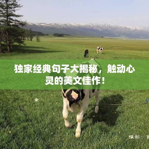 獨家經(jīng)典句子大揭秘，觸動心靈的美文佳作！