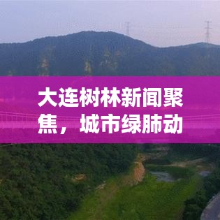 大連樹林新聞聚焦，城市綠肺動態(tài)更新