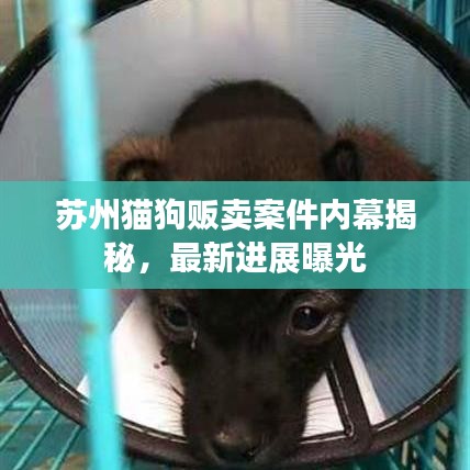 蘇州貓狗販賣案件內(nèi)幕揭秘，最新進(jìn)展曝光