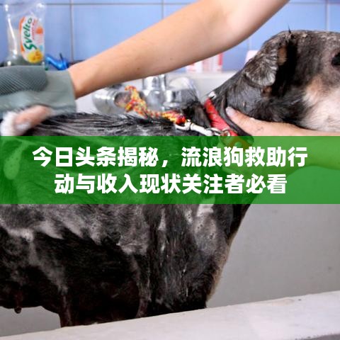今日頭條揭秘，流浪狗救助行動與收入現(xiàn)狀關(guān)注者必看