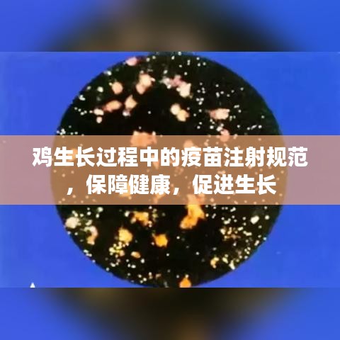 雞生長(zhǎng)過(guò)程中的疫苗注射規(guī)范，保障健康，促進(jìn)生長(zhǎng)