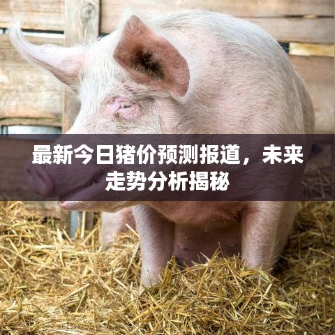 最新今日豬價(jià)預(yù)測(cè)報(bào)道，未來(lái)走勢(shì)分析揭秘