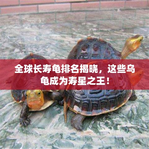 全球長壽龜排名揭曉，這些烏龜成為壽星之王！