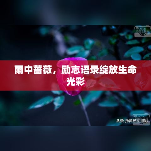 雨中薔薇，勵志語錄綻放生命光彩