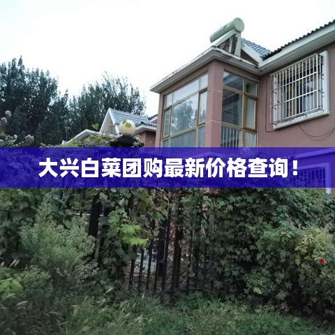 大興白菜團購最新價格查詢！