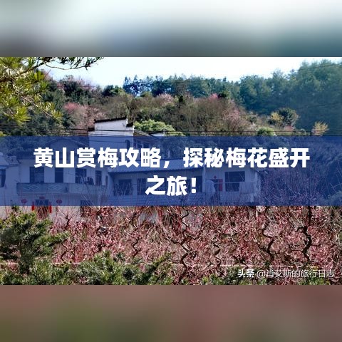 黃山賞梅攻略，探秘梅花盛開之旅！