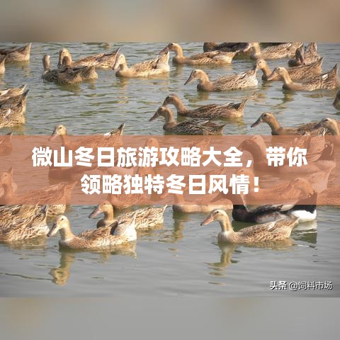 微山冬日旅游攻略大全，帶你領(lǐng)略獨(dú)特冬日風(fēng)情！