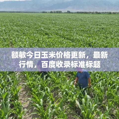 額敏今日玉米價格更新，最新行情，百度收錄標(biāo)準(zhǔn)標(biāo)題