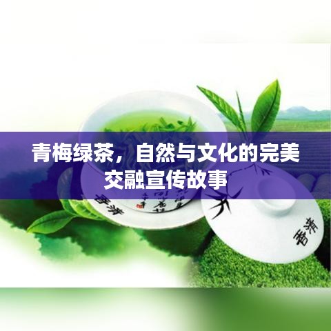 青梅綠茶，自然與文化的完美交融宣傳故事
