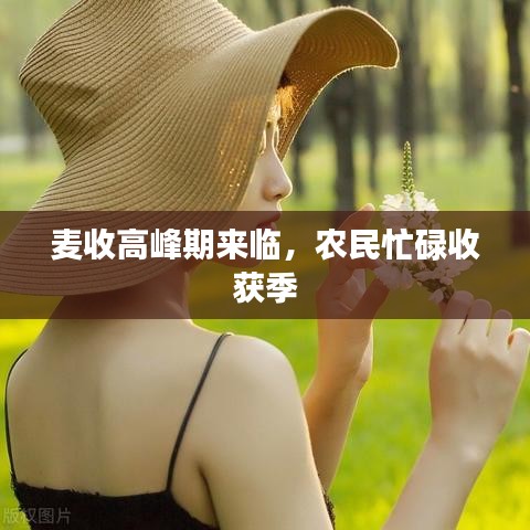 麥?zhǔn)崭叻迤趤?lái)臨，農(nóng)民忙碌收獲季