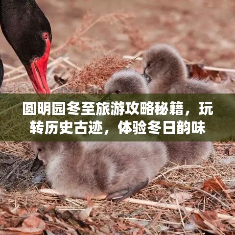 圓明園冬至旅游攻略秘籍，玩轉(zhuǎn)歷史古跡，體驗(yàn)冬日韻味