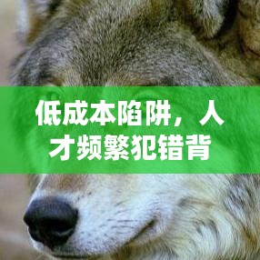 低成本陷阱，人才頻繁犯錯(cuò)背后的原因揭秘