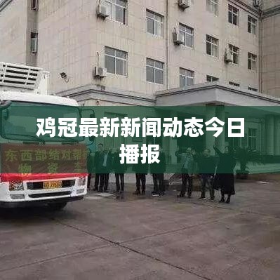 雞冠最新新聞動態(tài)今日播報