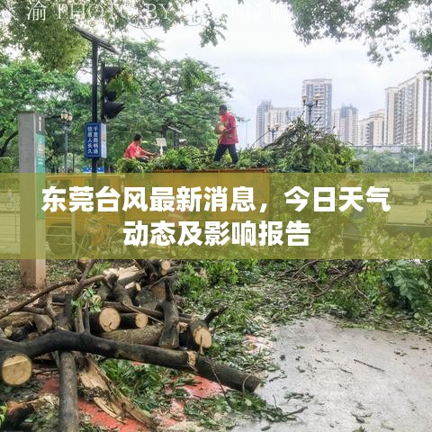 東莞臺風(fēng)最新消息，今日天氣動態(tài)及影響報(bào)告