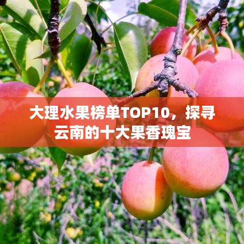 大理水果榜單TOP10，探尋云南的十大果香瑰寶
