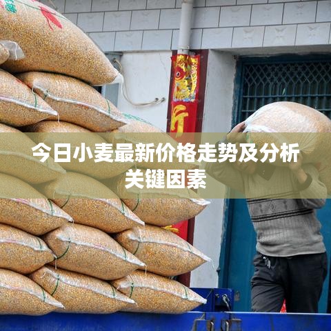 今日小麥最新價(jià)格走勢及分析關(guān)鍵因素
