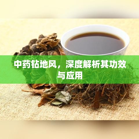 中藥鉆地風(fēng)，深度解析其功效與應(yīng)用
