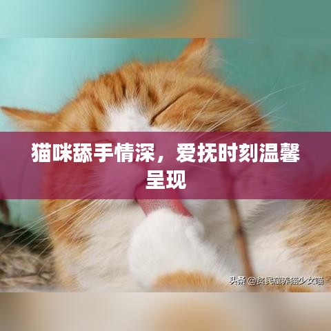 貓咪舔手情深，愛撫時(shí)刻溫馨呈現(xiàn)