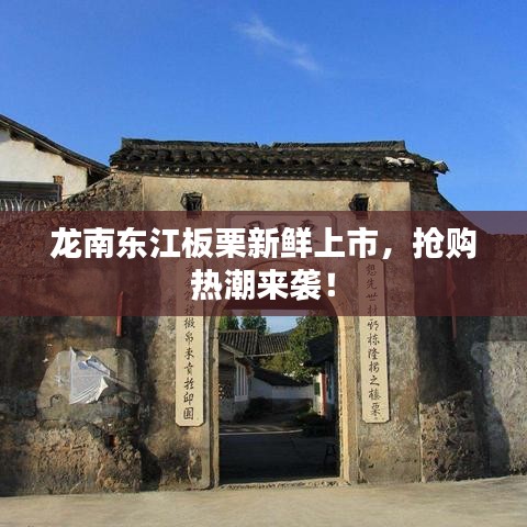 龍南東江板栗新鮮上市，搶購熱潮來襲！