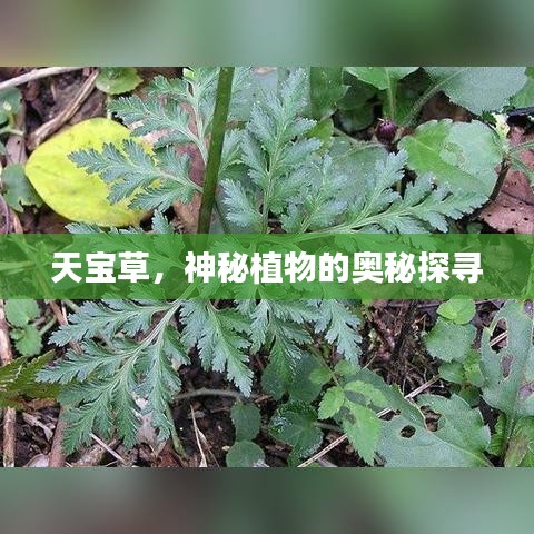 天寶草，神秘植物的奧秘探尋