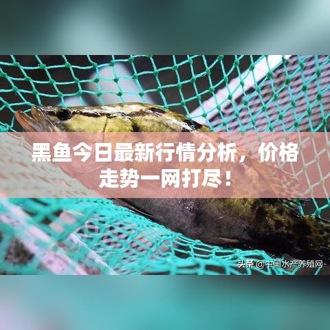 黑魚今日最新行情分析，價(jià)格走勢(shì)一網(wǎng)打盡！