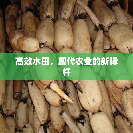 高效水田，現代農業(yè)的新標桿